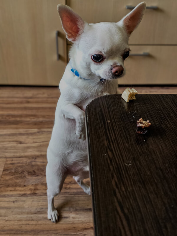 этот взгляд когда хочется вкусняшку - Ольга Косачова