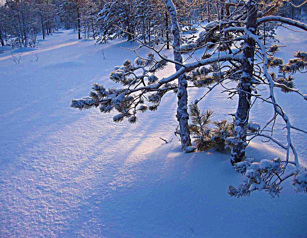 Декабрь...Студеное утро в тайге! - Владимир 