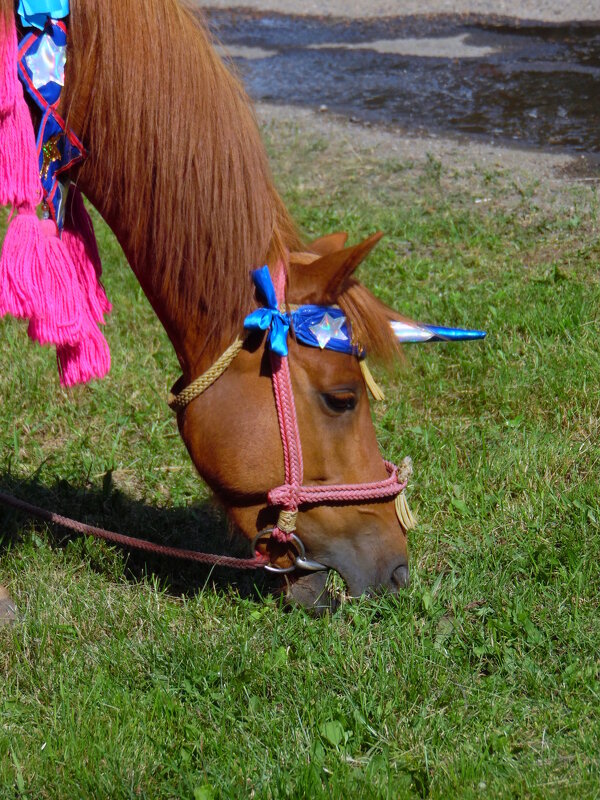 Хозяйка года. - nadyasilyuk Вознюк