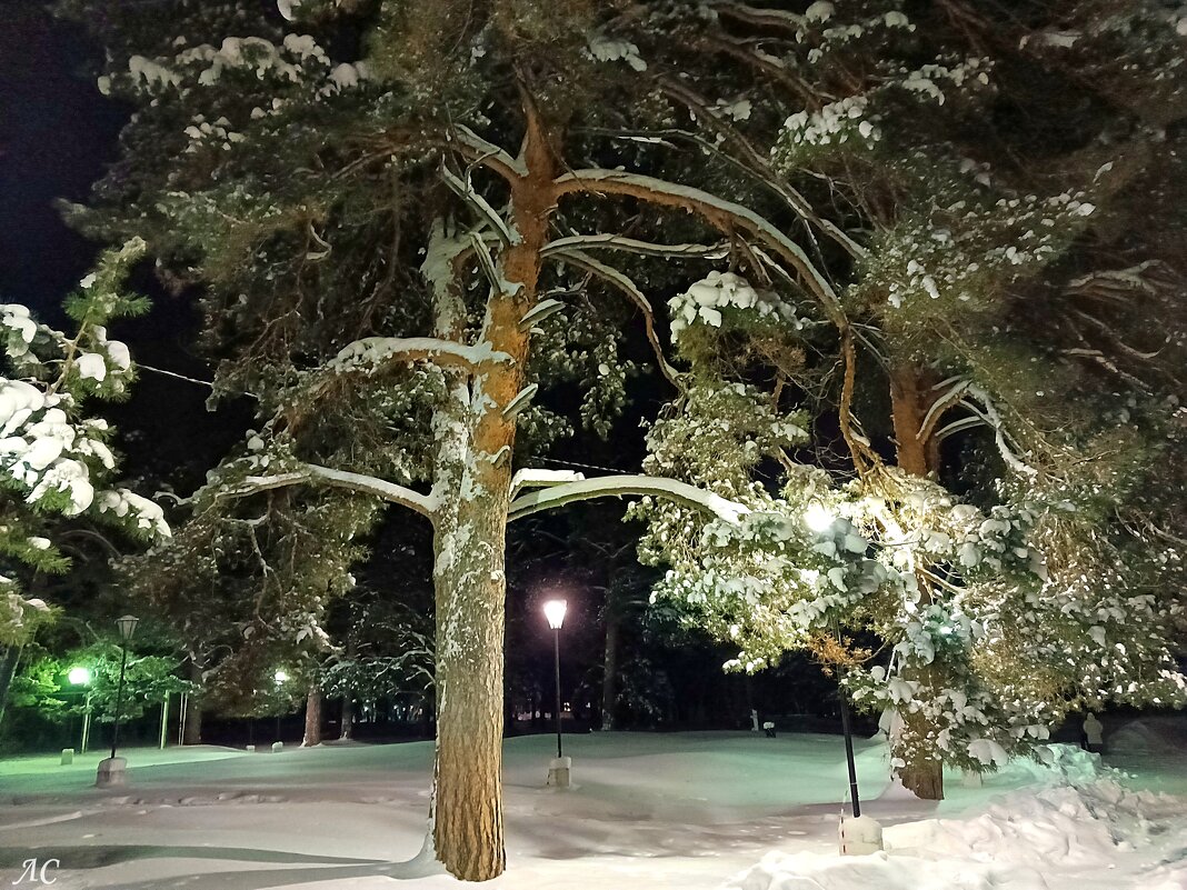 Январский вечер - Любовь Сахарова