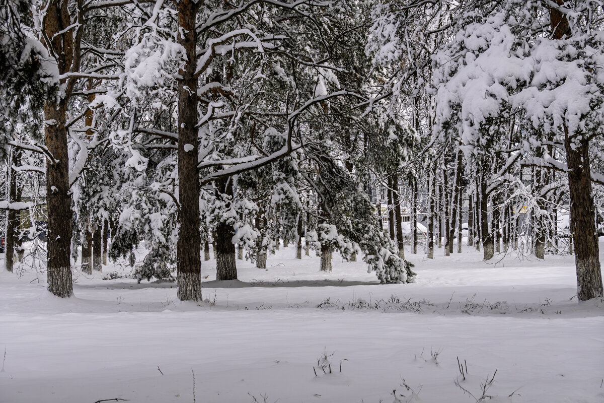 Городской парк - Игорь Сикорский