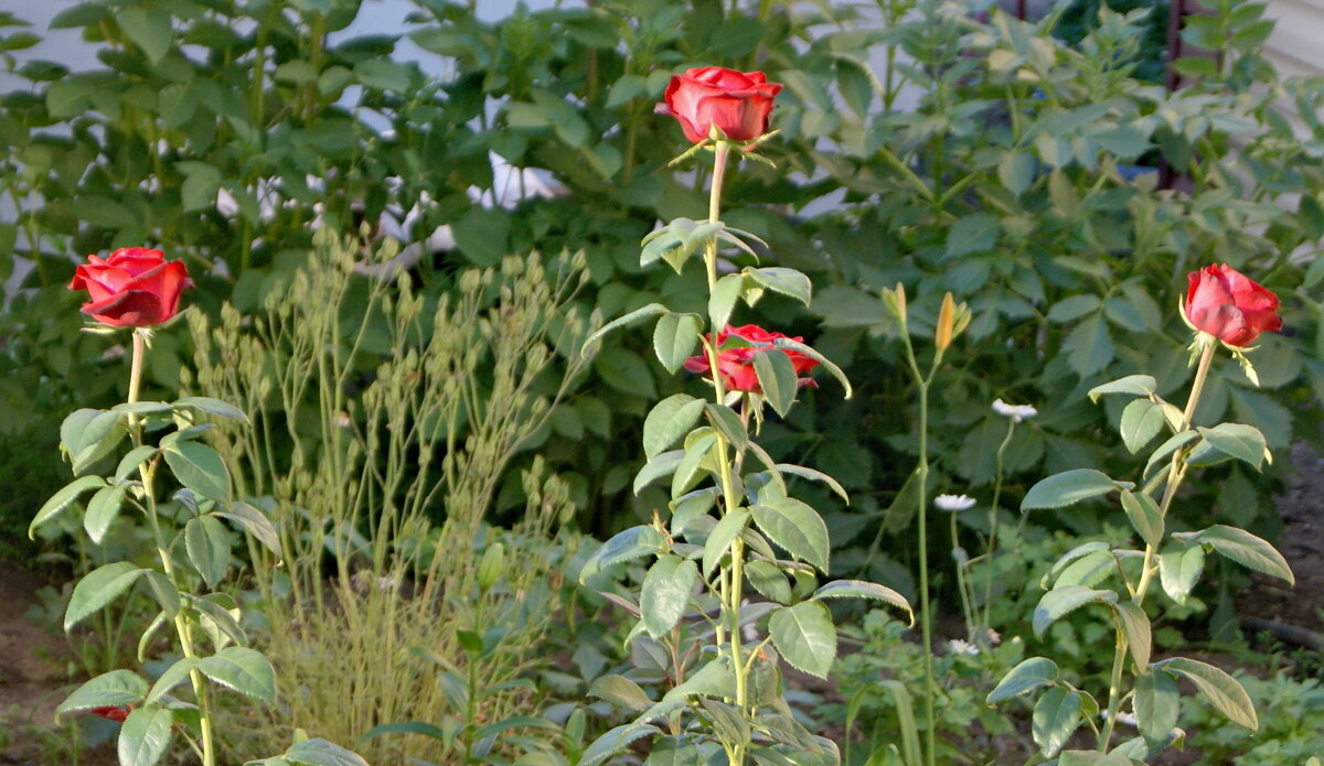 Розы. - сергей ермошкин