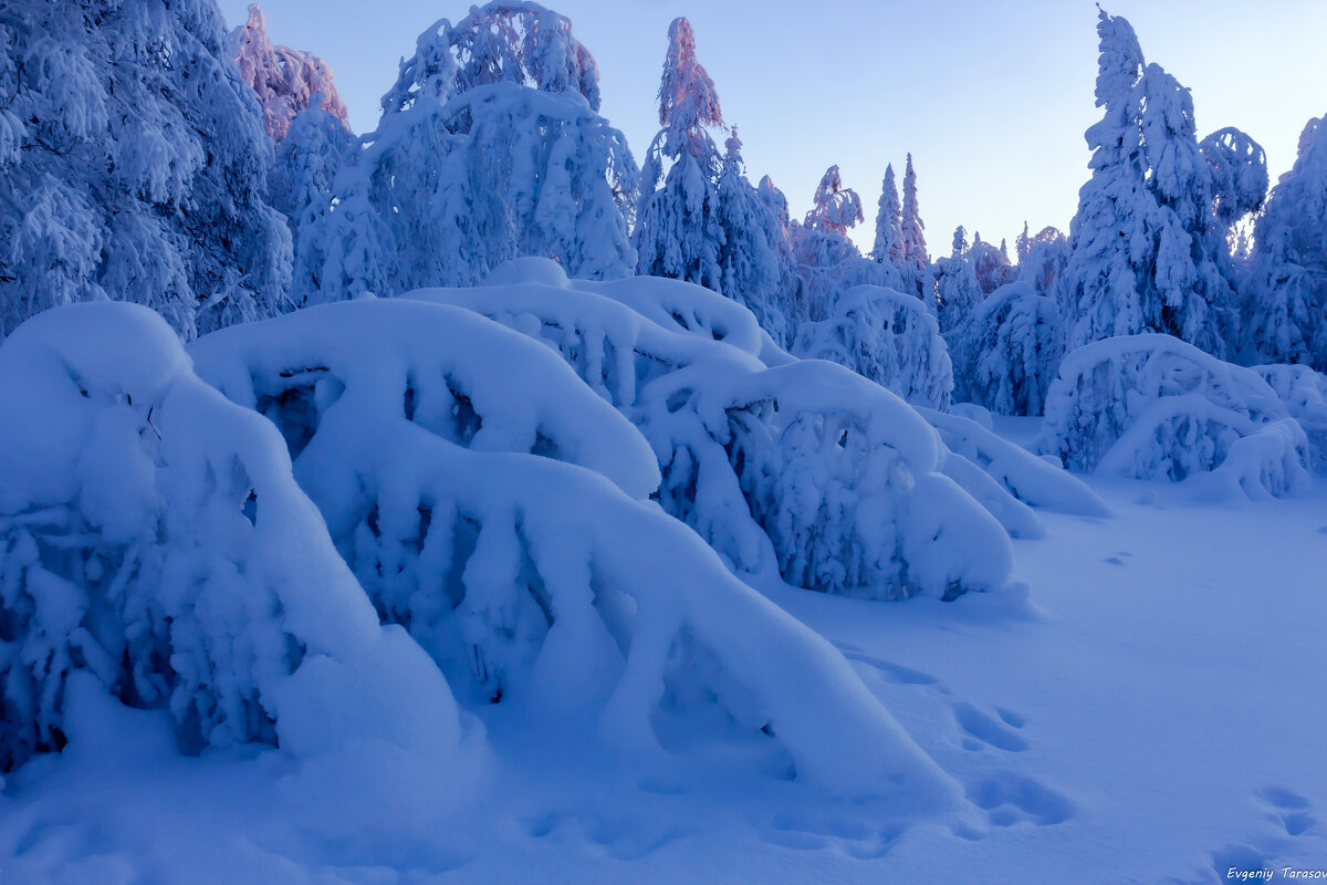 Синее утро - Евгений Тарасов 