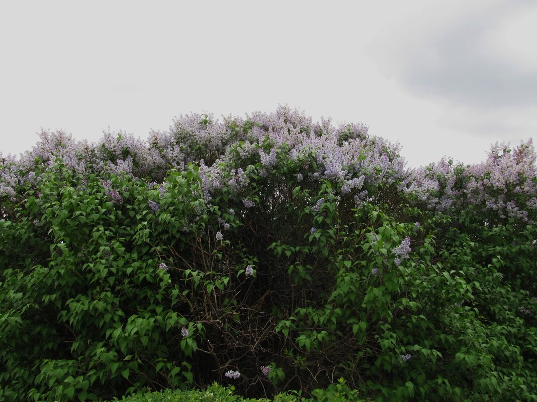 Май - Елена Шаламова Май - Елена Шаламова