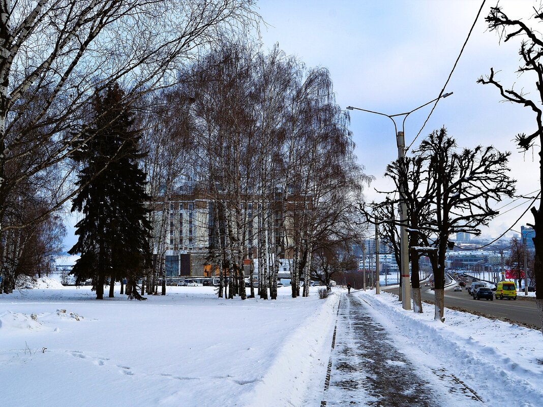 Чебоксары. Зимние берёзки Московского проспекта. - Пётр Чернега
