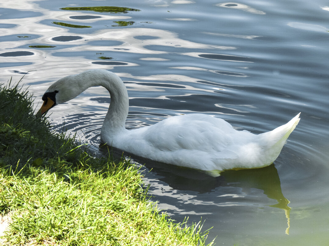 Лебеди  Гагаринского парка - Валентин Семчишин