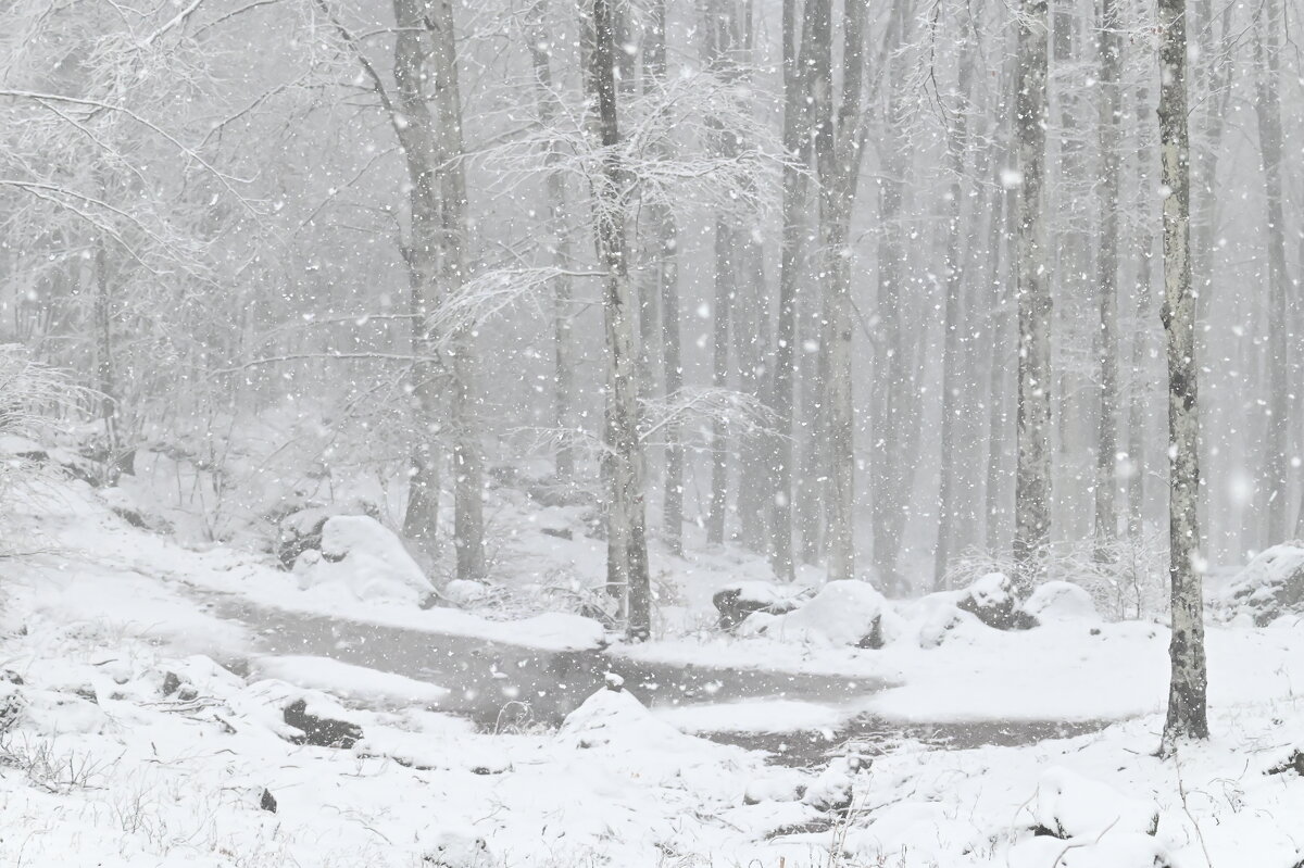 Снегопад - Светлана 