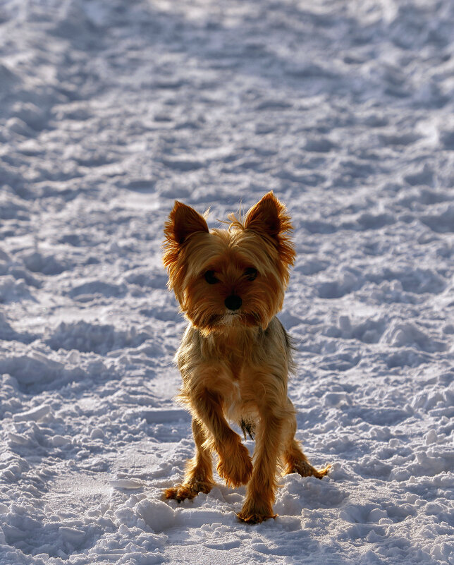 Столкнулись на тропинке - Oleg S