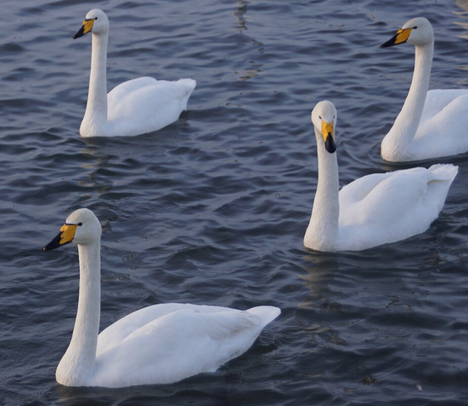 Зимние лебеди Алтая - Наталия Григорьева
