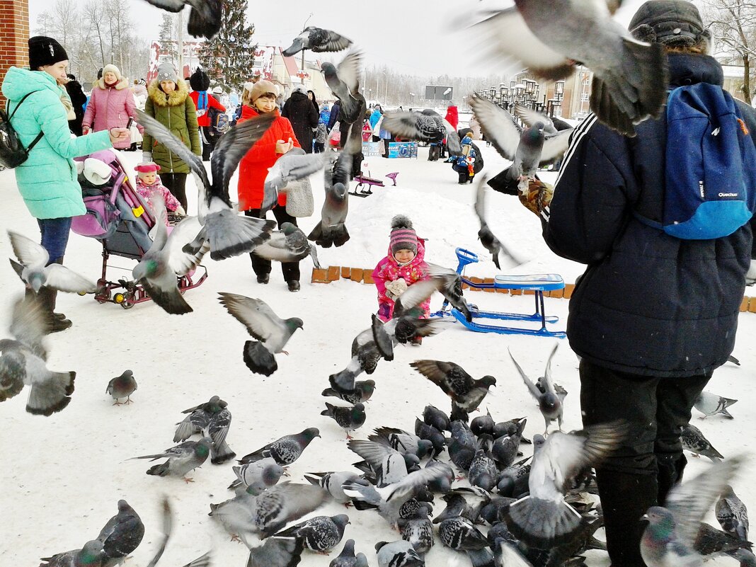 голуби дети - Владимир 