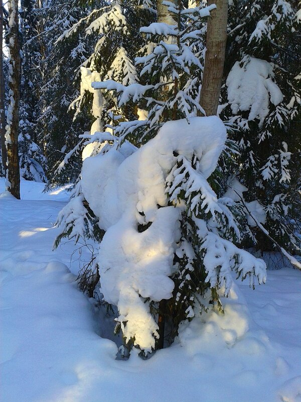 голова песню поет и старается всех нарядить - Владимир 