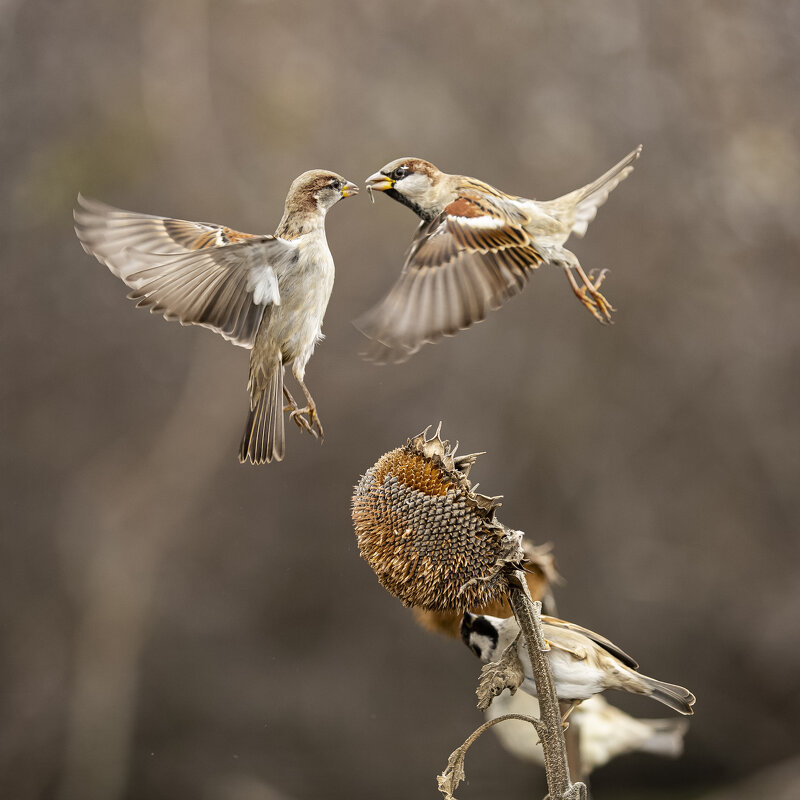 *** - Валерий Черняк