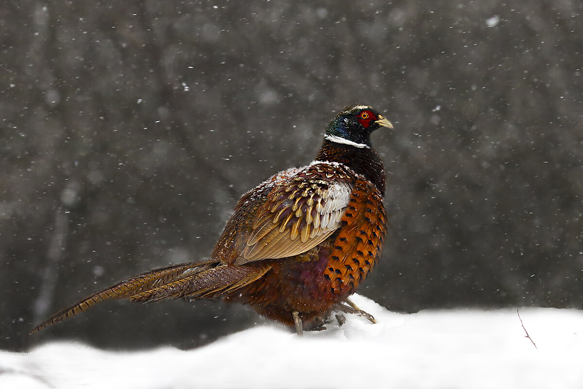 *** - Валерий Черняк