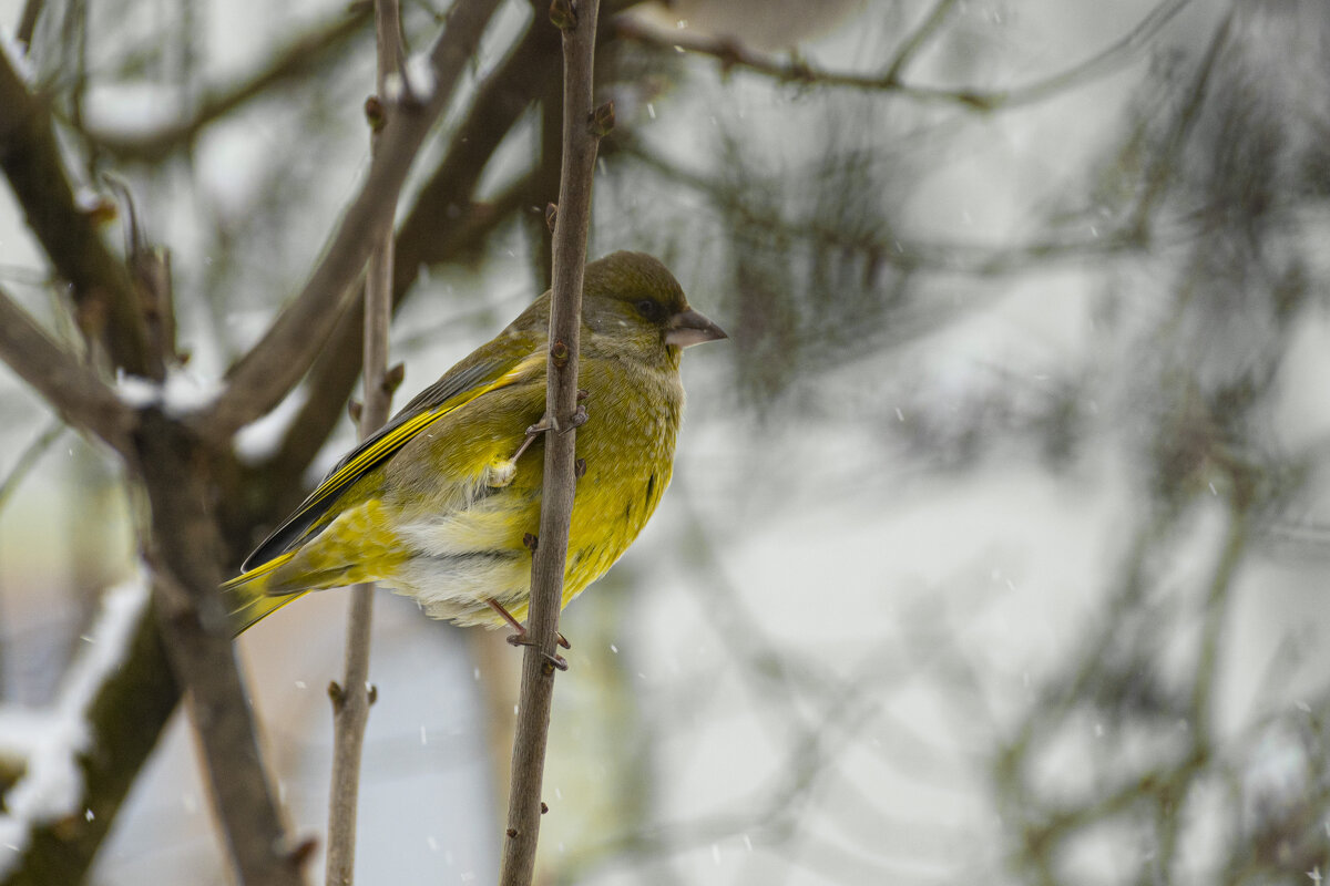 Зеленушка - Сергей Ц Зеленушка - Сергей Ц