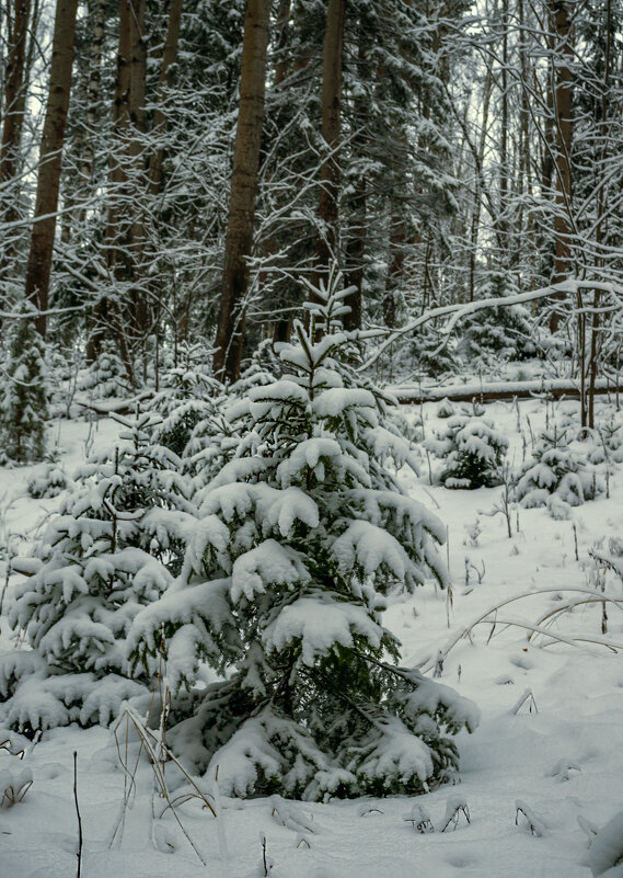Зимний лес - Сергей Цветков