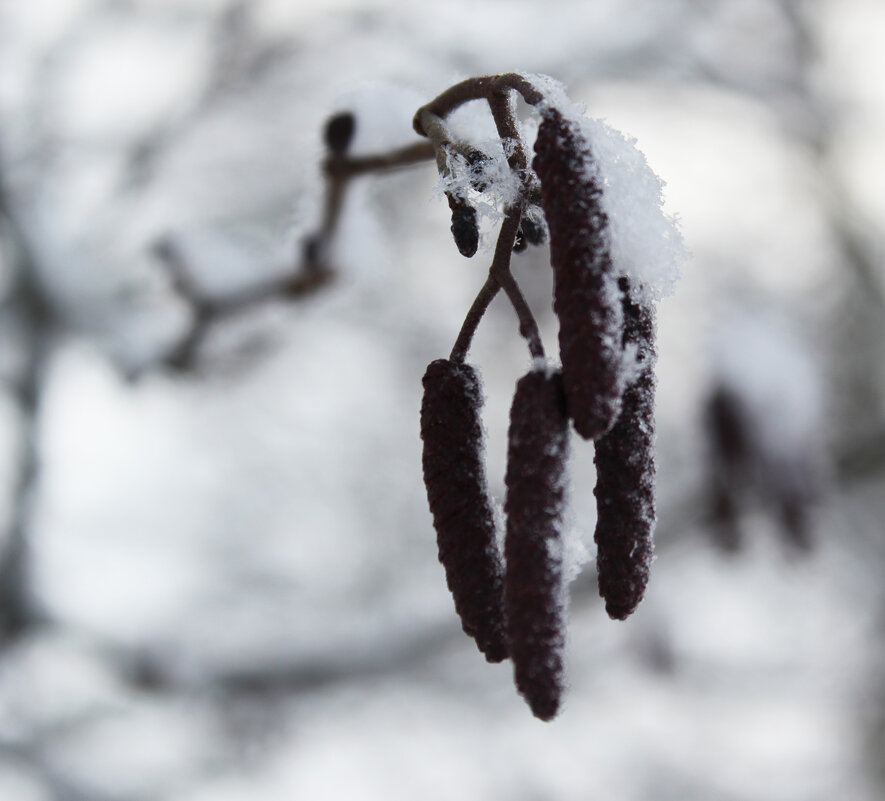 Зимние сережки. - Наталья Лунева Зимние сережки. - Наталья Лунева