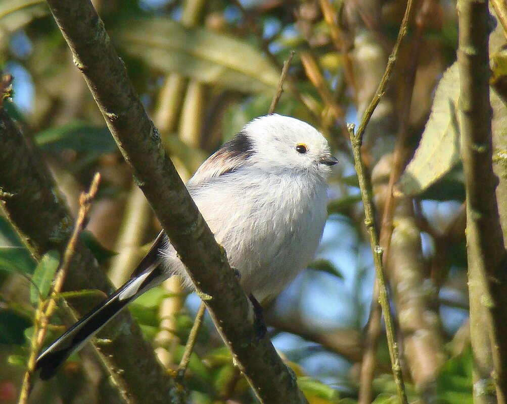 ополовник - gawrilа - dan