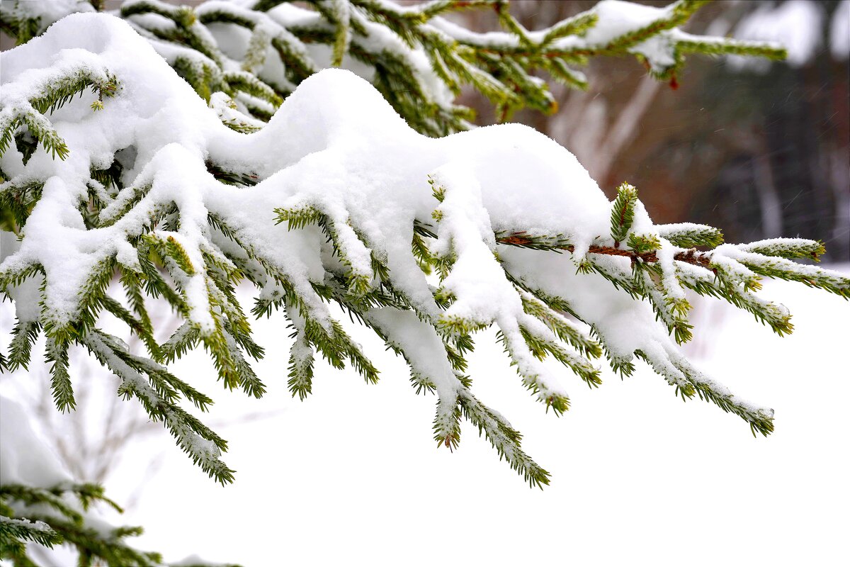 Зима за городом - Татьяна Тюменка