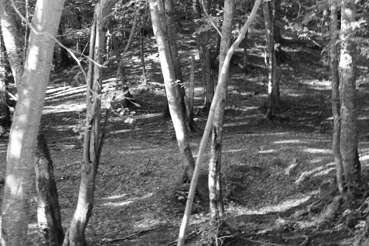 Фотография - Денис Безногов