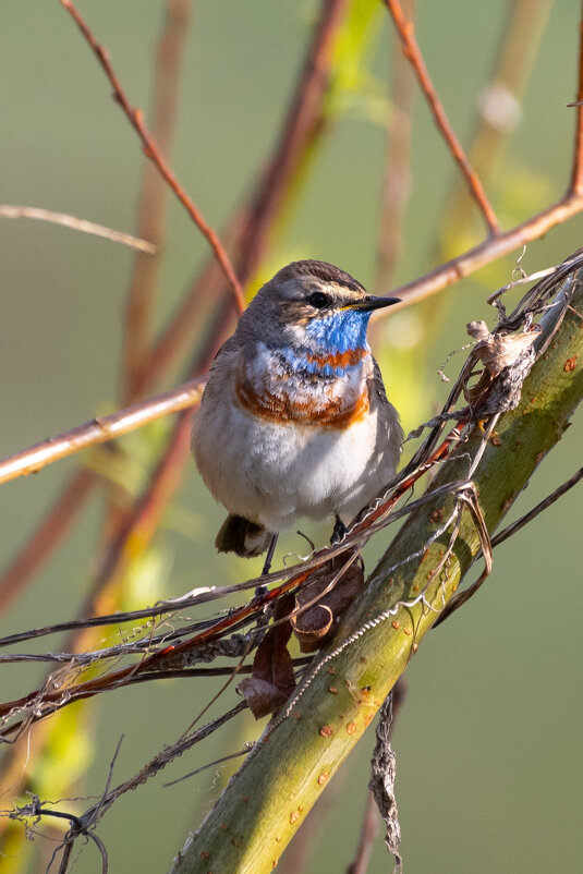 Варакушка - Владимир Лазарев