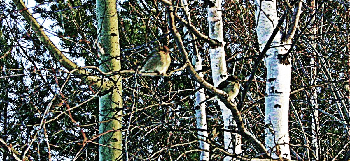Январь...Воробышки на березе! - Владимир 