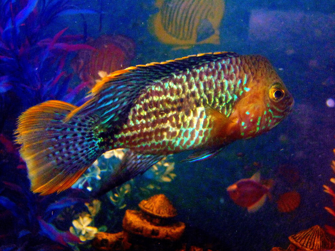 Рыбка резвится в воде голубой,сверкает своей чешуёй золотой. - nadyasilyuk Вознюк