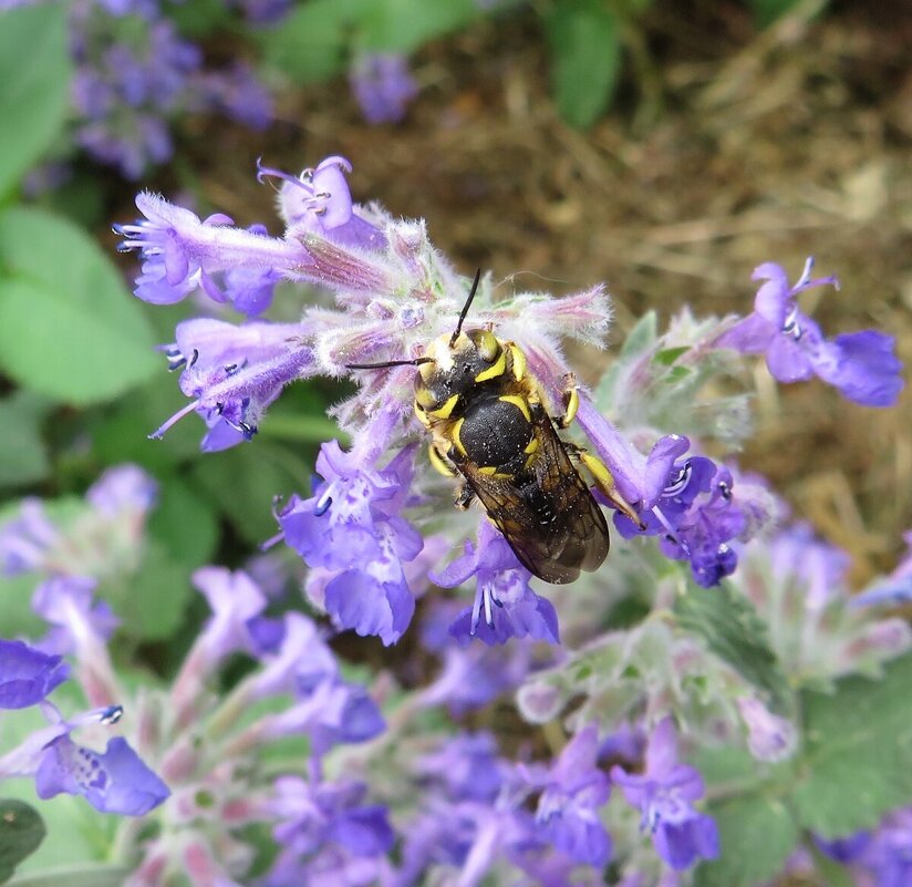 Пчела-шерстобит - Лариса С.
