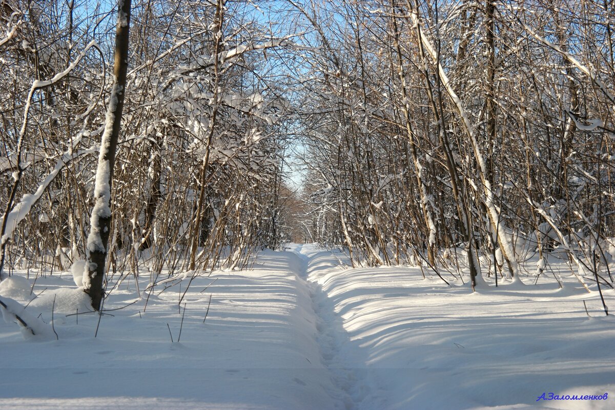 В чаще по звериной тропе.... - Андрей Заломленков