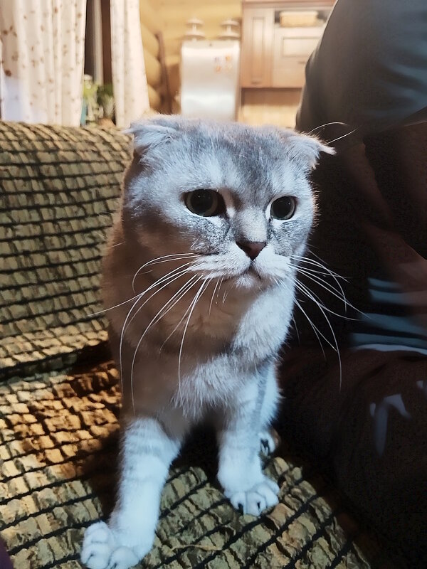 Баксик на даче. - Ольга Довженко