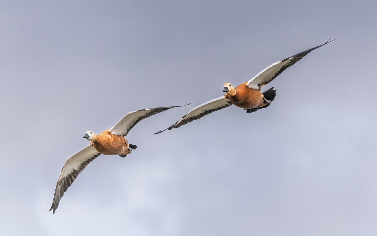 огари в полете. - юрий макаров