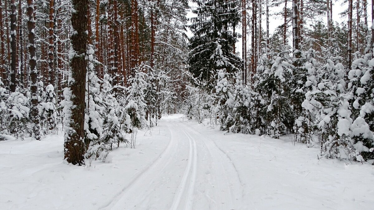 Зимний лес. - Милешкин Владимир Алексеевич 