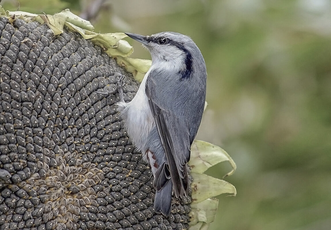 Поползень на шляпе подсолнуха - елена беликова Поползень на шляпе подсолнуха - елена беликова