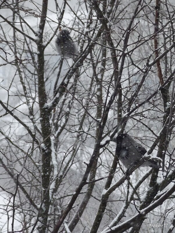 Приучите птиц в мороз к своему окну… - Freddy 97