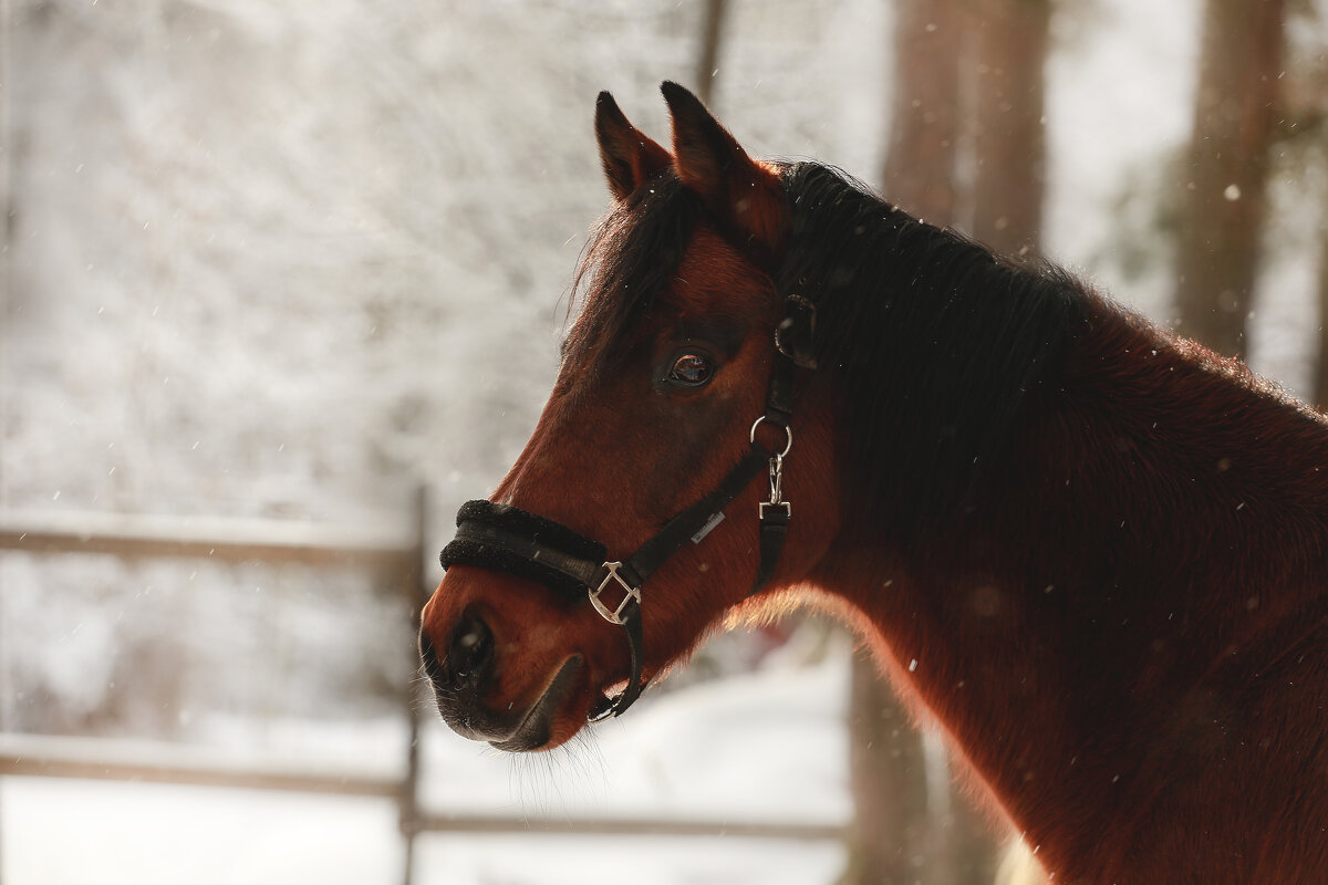 Ланграф Браун - Кристина Щукина