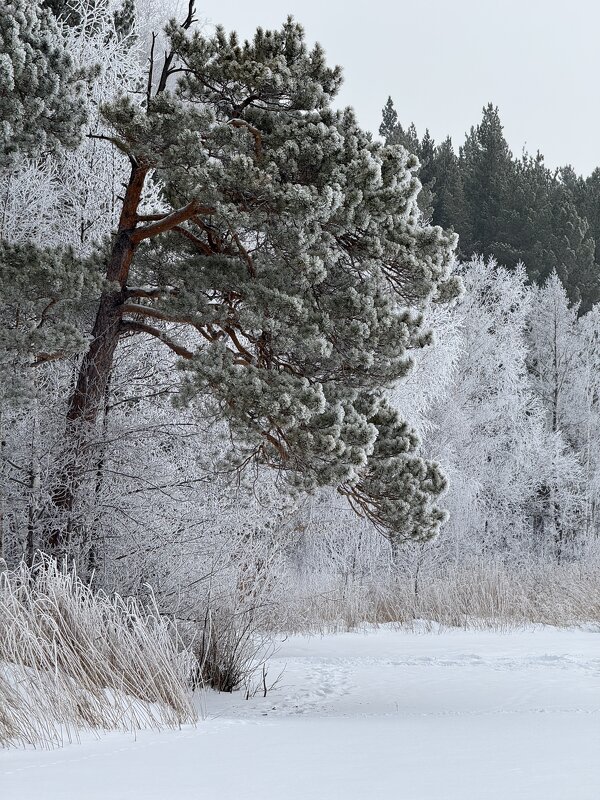Зимнее очарование соснового леса. - Сергей Адигамов