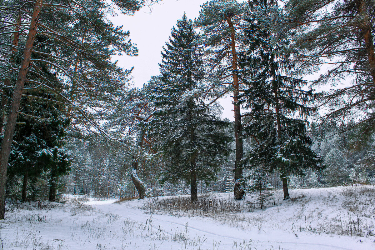 зима - Владимир Зеленцов