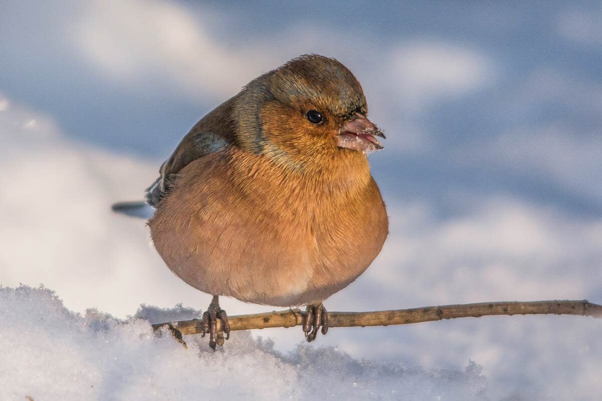 Зяблик. - Nikolay Lovec