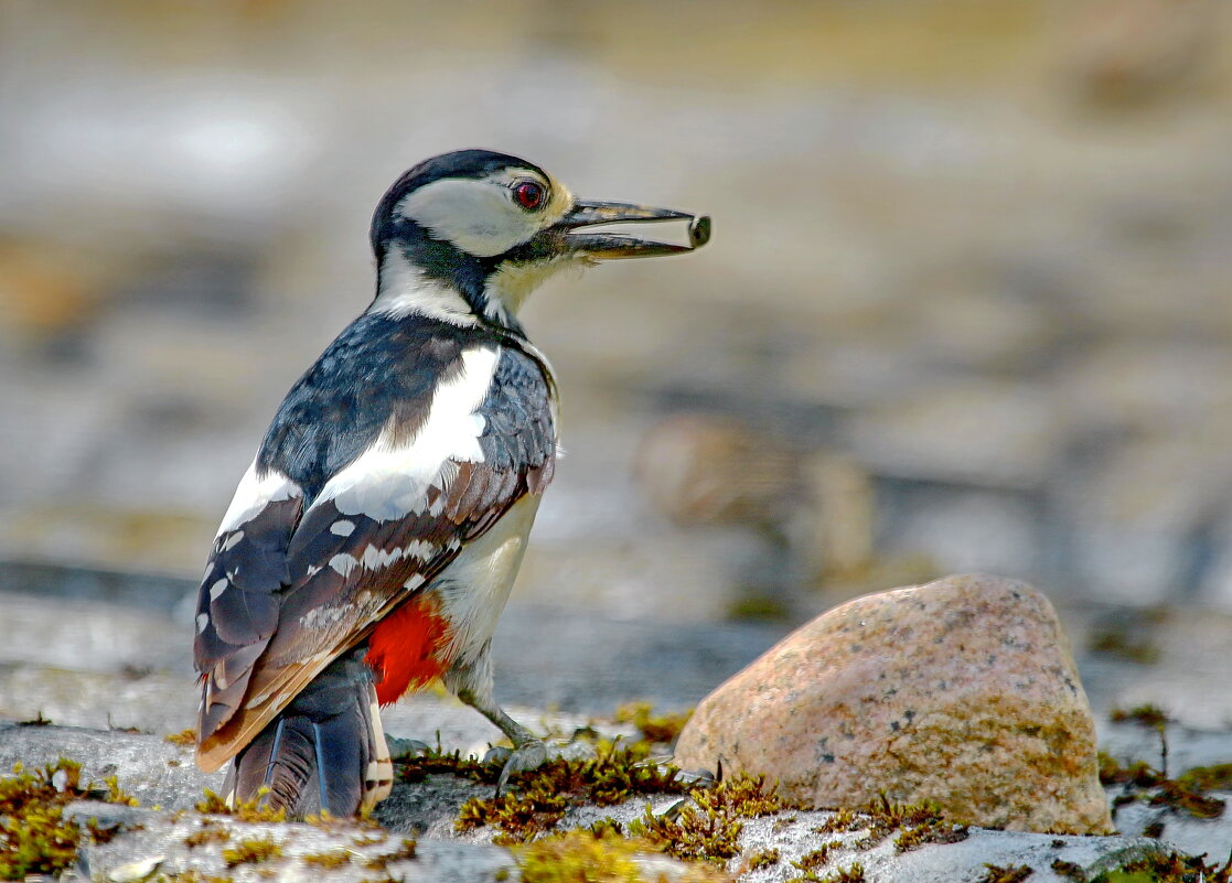 ...успешная... - Andrey Bragin 