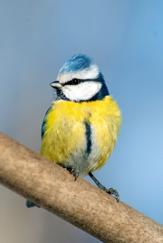 Лазаревка - Roman 