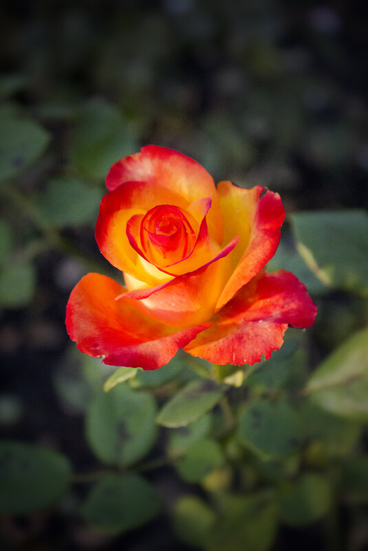 Роза. - Александр. AVG100 ---