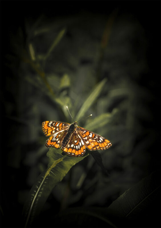 *  *  * - Андрей Бобин