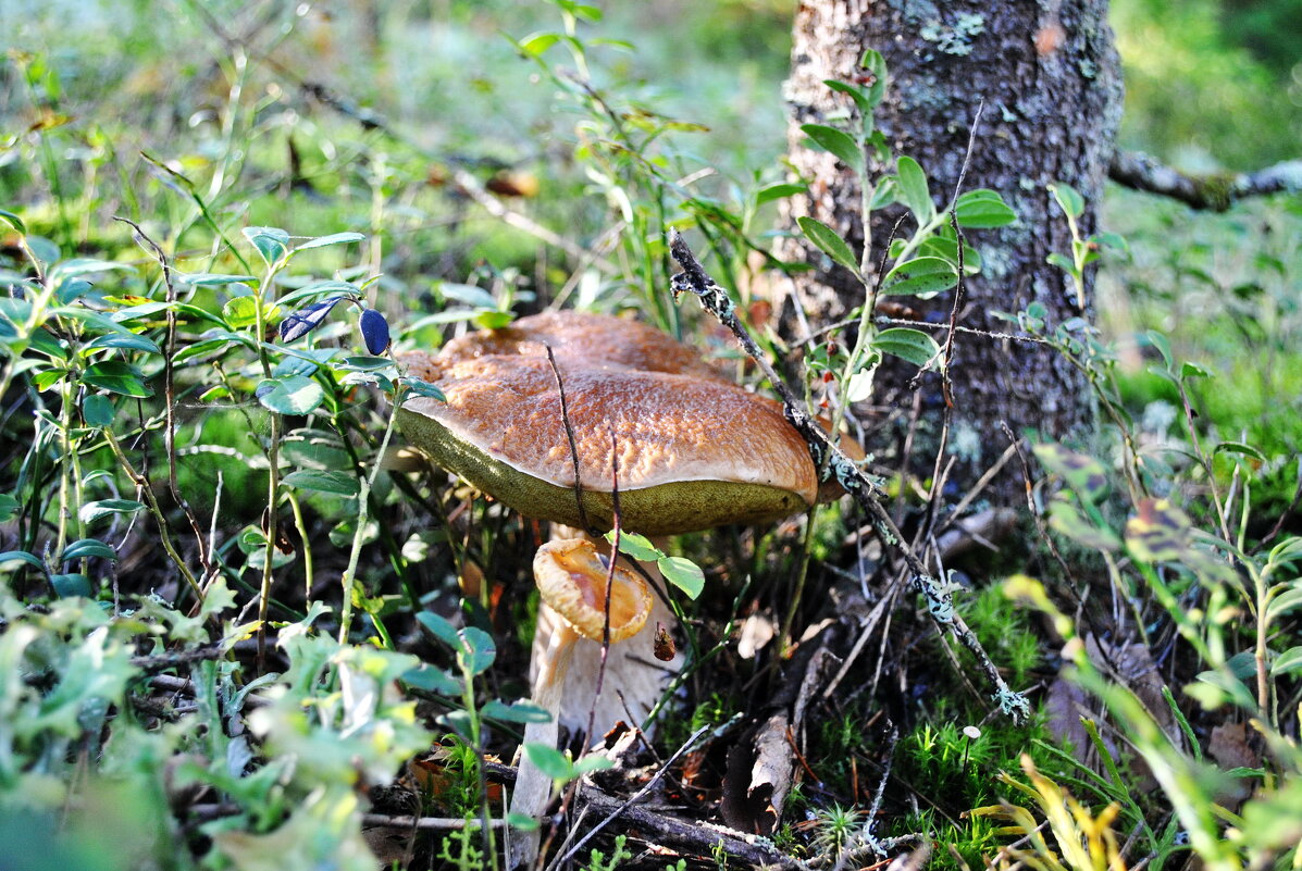 Не пара - AleksSPb Лесниченко Не пара - AleksSPb Лесниченко