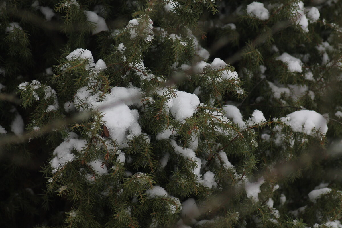 Туя - Вячеслав Крысанов