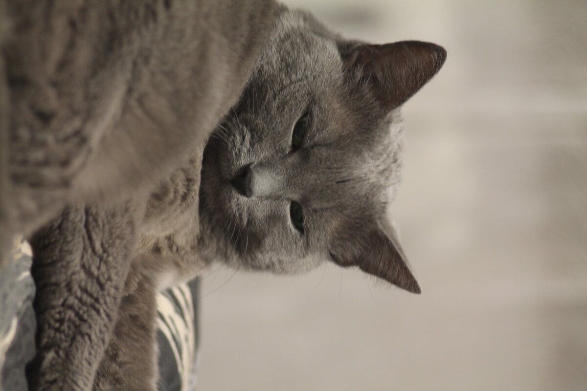 кот - Вячеслав Крысанов