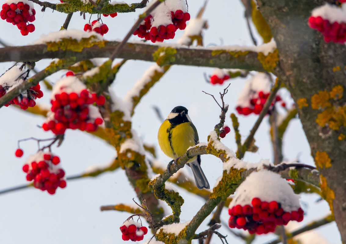 *** - Виталий Емельянов