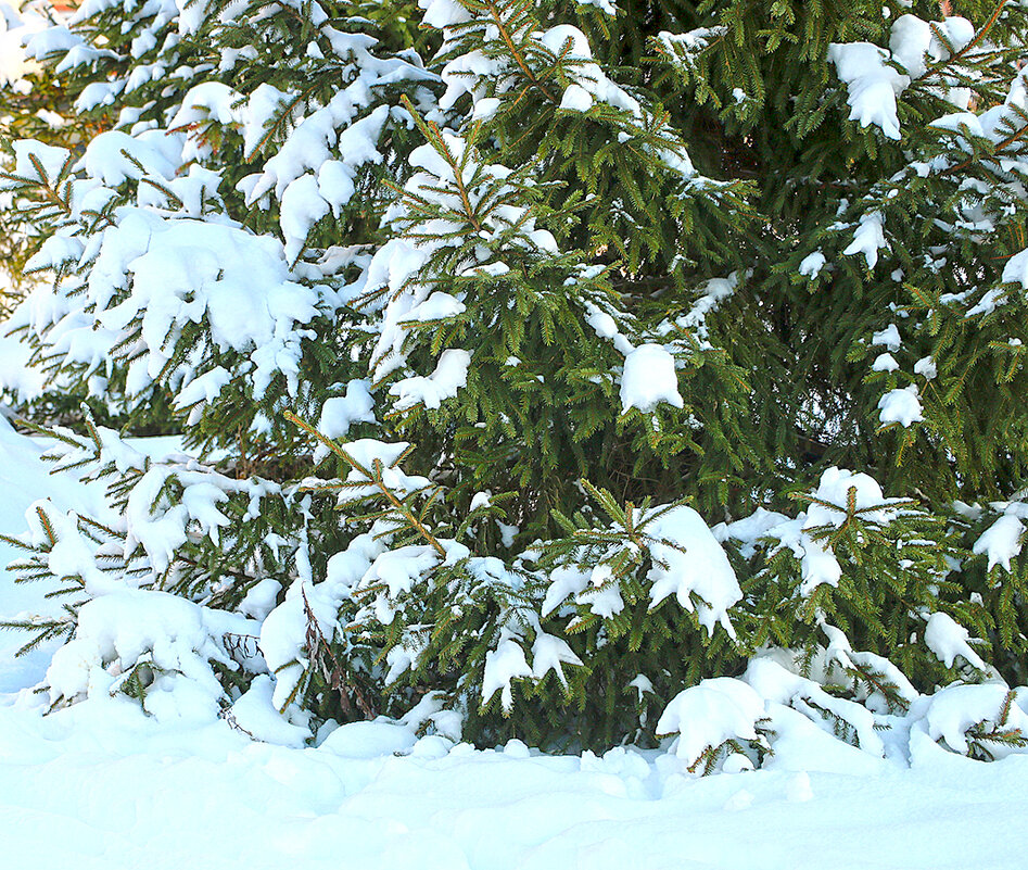 Снежный январь - Светлана 