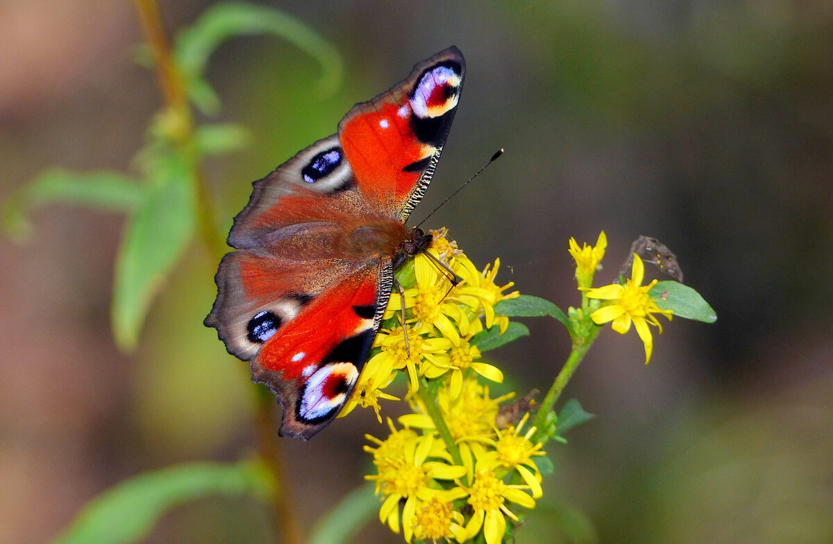 опять про бабочек...299 - Александр Прокудин