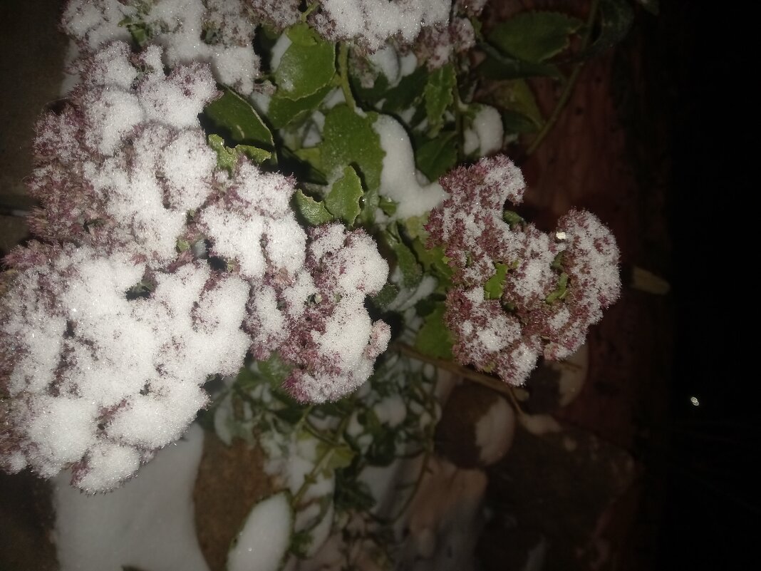 Очиток - Сапсан 