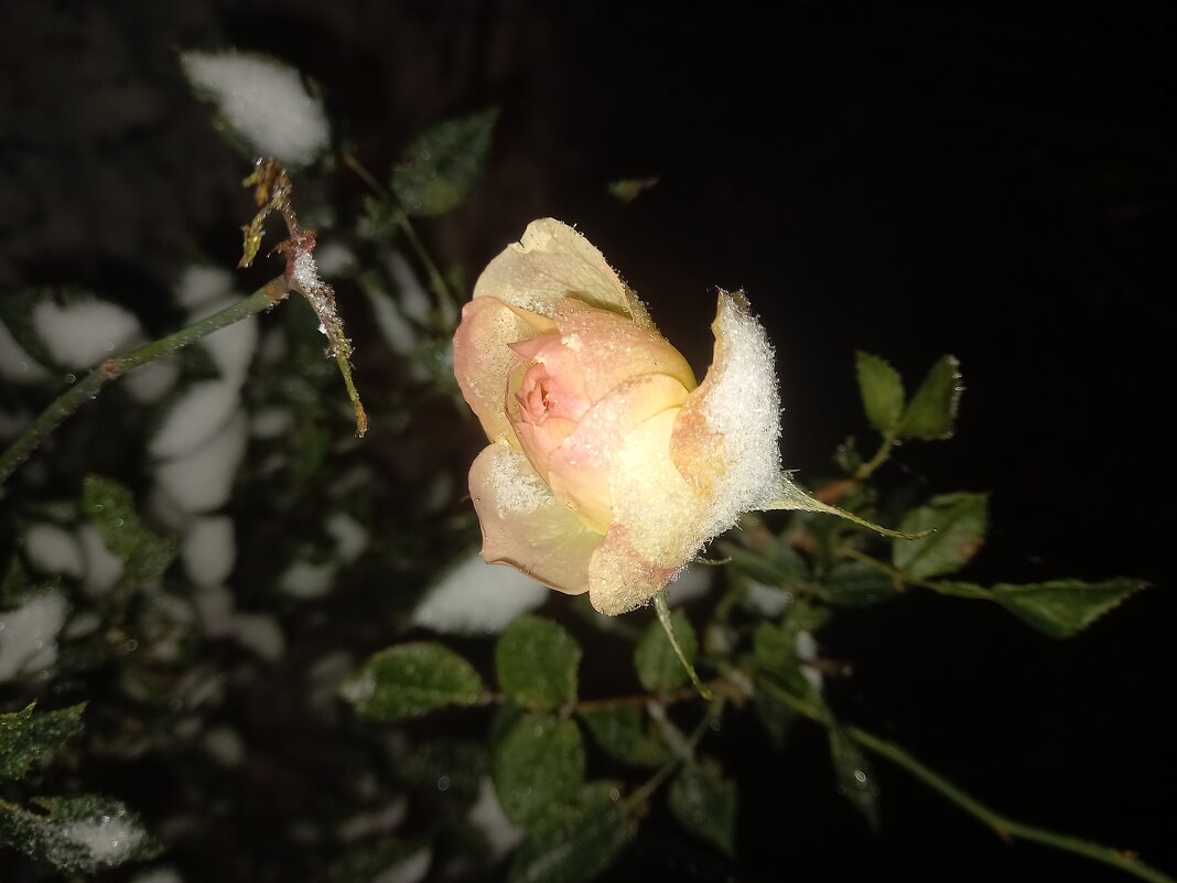 Роза - Сапсан 