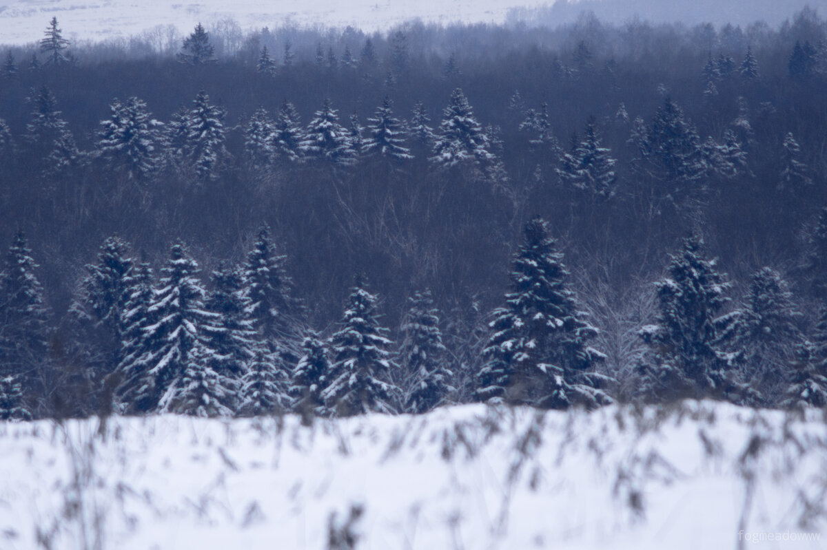 Зимний лес - fogmeadowww m